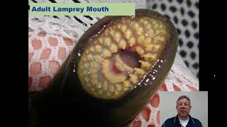 Ich Lecture 07  KY Families  Lampreys [upl. by Ashbey367]