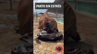 Así es el parto de una vaca es algo único parto ganado zootecnia ganaderia gramse rancho [upl. by Whale929]