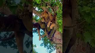 Elephant attacks lion in treeanimals wildlife wildanimals foryou fyp [upl. by Wendie]