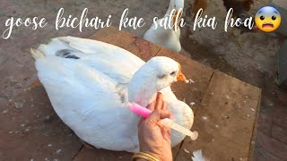 Yae bichari goose ko kia ho gea😔pray for my goose [upl. by Swen]