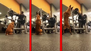 His Dog Started Squatting With Him In The Gym😳 [upl. by Aliemaj687]