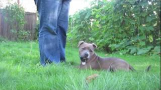 Sadie the Staffy  basic training and tricks  Staffordshire Bull Terrier [upl. by Netnert]