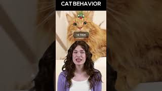 Why Cats Think They Own Us catworld catlovers shorts [upl. by Curhan]