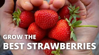 3 INGREDIENTS for the BEST STRAWBERRIES  the Definitive Organic Fertilizing Guide [upl. by Sylvia]