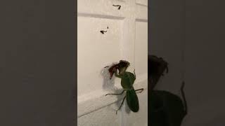 Epic Battle Praying Mantis vs Hornet 🐝🦗  Natures Showdown [upl. by Gotthard]