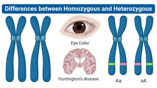 Homozygous vs Heterozygous Simple Genetics Explained [upl. by Ner415]