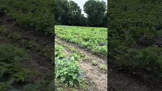 Locally grown Jamaican callaloo by Lisa Lane Farm in Connecticut organic fresh realfood [upl. by Leon]