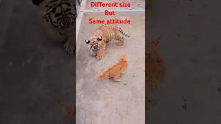 Cat vs Tiger 🐅🐅viral 🥱🥱 [upl. by Myrtice883]