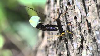 Giant Black Ichneumon Wasp Megarhyssa atrata ovipositing [upl. by Kong86]