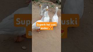 Super star youtubeshorts goose viralshort shots lovestatus [upl. by Lind663]