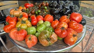 Tomato Tango Albenga Oxheart amp German Red Strawberry in Harvesting Fiesta [upl. by Errick]