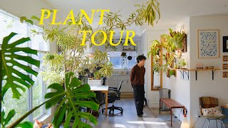 Relaxing Plant Tour 2023  my entire houseplant collection [upl. by Genovera]