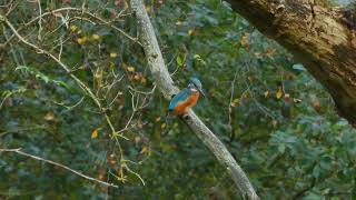 EISVOGEL KINGFISHER an den Netteseen der Seenstadt 41334 Nettetal [upl. by Ydissac]