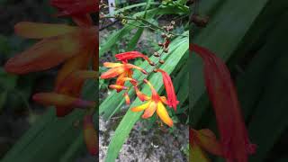 Fiery orange amp yellow Crocosmia flowers Montbretia native to Africa flowers shorts plants plant [upl. by Fabozzi]