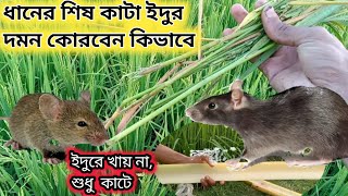 বিনা খরচে ইদুর তাড়ানোর সহজ উপায়।ধানের জমি থেকে ইদুর তাড়ানোর পদ্ধতি। ইদুর দমনের কৌশল ইদুর মারার বিষ। [upl. by Htnnek]