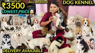 Cheapest DOG KENNEL  Chennai  ALL BREEDS [upl. by Haidedej]