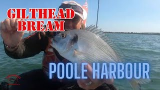 GILTHEAD BREAM  POOLE HARBOUR [upl. by Ecnarretal]