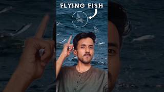 Flying Fish  Exocoetus  ocean amazingfacts oswalshivam [upl. by Dustman131]