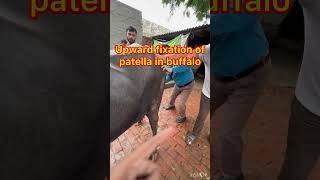 Upward fixation of patella in buffalo l MPD l dr Umar khan [upl. by Nils]