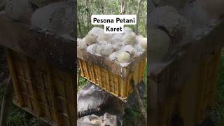 Pesona petani karet petanikaret kanggetahpesonaindonesia pertaniankaret kebunkaret [upl. by Falkner648]