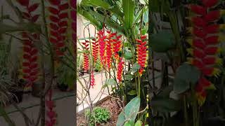 musaceae heliconia plant flowers🌷🌷 [upl. by Lleznol]