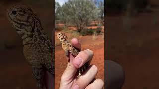 Central netted dragon  how fast are these little lizards 💨 🔥 reptiles herping reels run [upl. by Samtsirhc851]