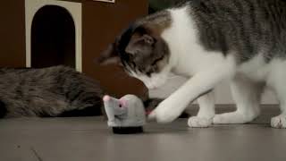 Petlinks® Roaming Runner™ electronic cat toy [upl. by Ettena]