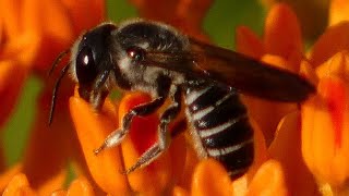 Leaf cutter bee gathering  eating pollen  nectar [upl. by Darraj]