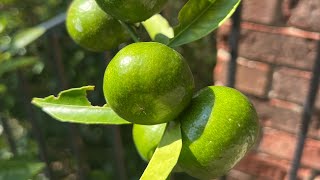 Kishu mandarin tree with fruit [upl. by Adyam774]