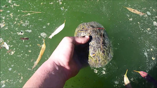 Catching Red Eared Slider Turtles [upl. by Monafo]