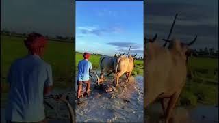 Farmers plow fields with cows farming field plowing cow good [upl. by Aisekal91]