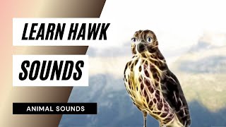 Hawk Sounds  the animal sounds hawk sound [upl. by Eenrahc]