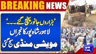 Lahore Cattel Market  Shahpur Kanjra Bakra Mandi  Bakra Mandi 2024  Dunya News [upl. by Sunda227]