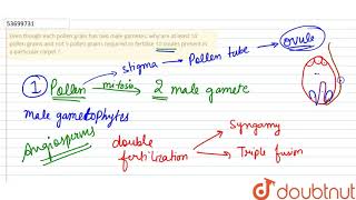 Even though each pollen grain has two male gametes why are at least 10 pollen grains [upl. by Anivel]