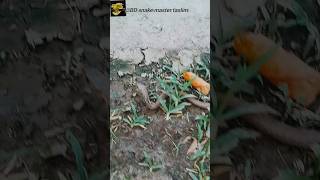 বিষধর সাপ কখনো আমাদের কামড় দিতে আসে না 😨😱rescue snake viralvideo সাপের BD snake Master Taslim [upl. by Ahsenauq]