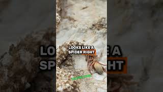 The Incredible SpiderTailed Viper Nature’s Perfect Bird Trap  Forrest Galante amp Joe Rogan jre [upl. by Bay]