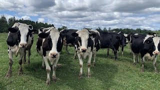 Des vaches en cavale en Mauricie [upl. by Phelgon810]