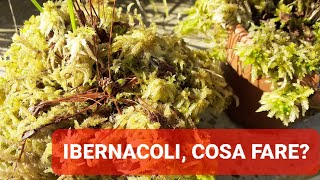 193💥DUE REGOLE PER LA GESTIONE DI DROSERA E PINGUICOLA IN IBERNACOLO INVERNALE  ILPIGLIAMOSCHE💥 [upl. by Elyag]