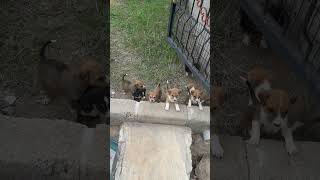 litters of puppies cute kennel cute puppies [upl. by Viridis]