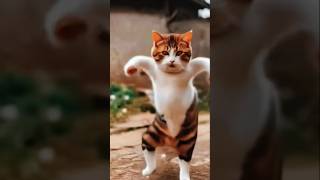 Beautiful Cat aicat catlover catshorts catvideos cats catlife [upl. by Dann559]