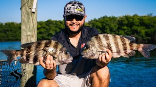 How to Catch BIG Tampa Bay Sheesphead From a DOCK [upl. by Gotthard]