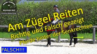 F105 Ist dein Pferd korrekt am Zügel geritten oder hinter die Senkrechte gezogen Richtig Reiten [upl. by Iramat]