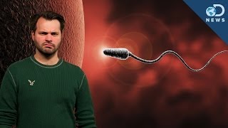 How Youre Destroying Your Sperm [upl. by Oidualc]