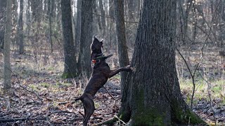 Gettin Squirrely Squirrel dogs Unleashed [upl. by Bow]