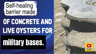 Selfhealing barrier made of concrete and live oysters for military bases [upl. by Isaac]