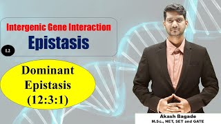 Genetics Gene Interaction Epistasis Dominant Epistasis 1231 ratio BSc amp MSc Zoology [upl. by Undine]