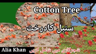 19Bombax ceibaSumbul TreeCotton TreeAlia Khan [upl. by Irneh]