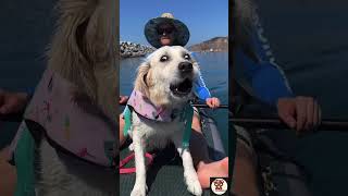 Golden Retriever Expectations VS Reality [upl. by Faden7]