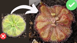 TOP 7 Beginner Mistakes When Growing Sundews Drosera Care  Tips [upl. by Eltsirhc]