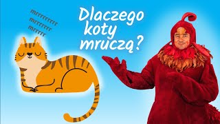 Dlaczego koty mruczą  Dzieci pytają KOGUT RUBIN odpowiada [upl. by Anigroeg]